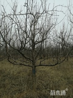 12.1公分梨树