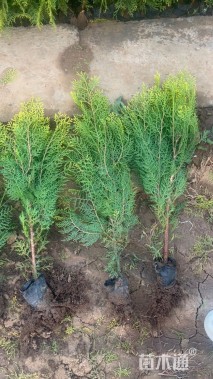 高度40厘米洒金柏