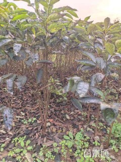 高度50厘米酸枣