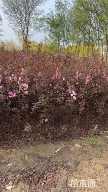 高度100厘米红叶榆叶梅