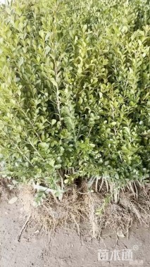 高度40厘米瓜子黄杨