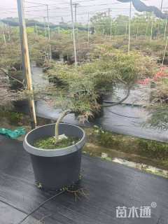 高度100厘米羽毛枫