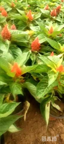 高度15厘米世纪红蜜桔