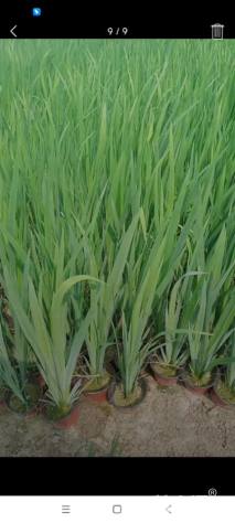 高度40厘米黄菖蒲