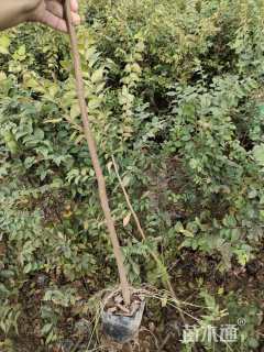 高度160厘米红榉小苗