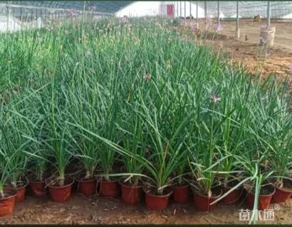 高度40厘米紫娇花