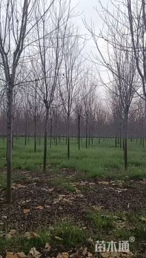 11公分美国红枫-秋火焰