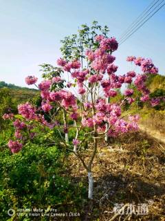 10公分紫花风铃木