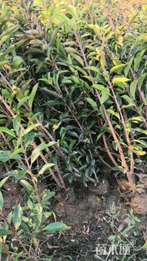 高度150厘米法国冬青