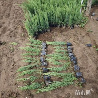 高度65厘米沙地柏