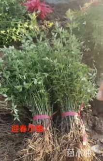 高度15厘米迎春花