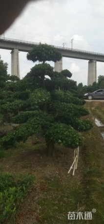 移栽苗造型罗汉松