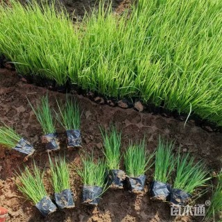 高度35厘米狼尾草