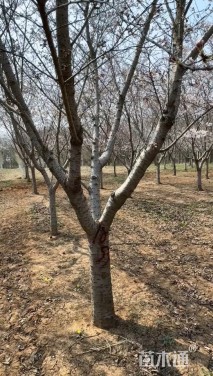 18公分染井吉野樱