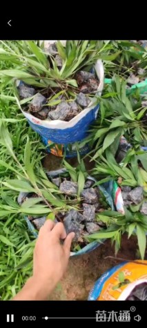 高度20厘米翠芦莉