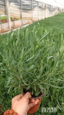 高度20厘米薰衣草