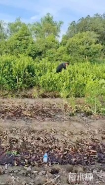 高度180厘米法国冬青