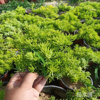 高度60厘米佛甲草