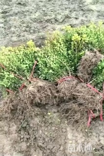 高度40厘米大叶黄杨