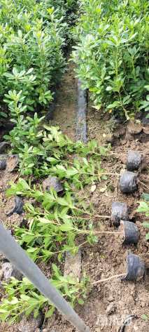 高度40厘米海桐