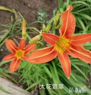 高度30厘米石蒜