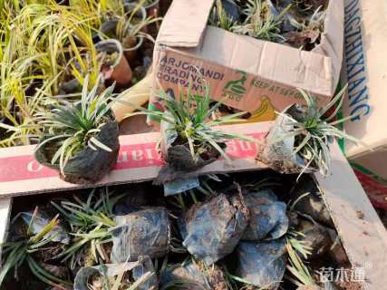 高度15厘米玉龙草