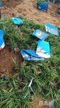 高度15厘米麦冬