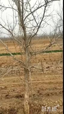 高度350厘米石榴