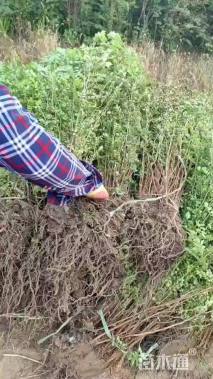 高度60厘米黄刺玫