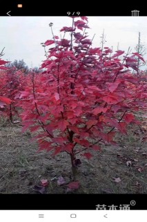 2公分美国红枫-红冠