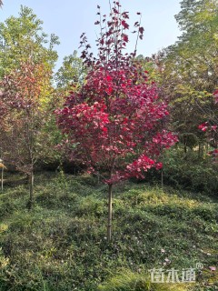 6公分美国红枫-红冠