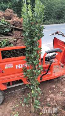 高度210厘米北海道黄杨