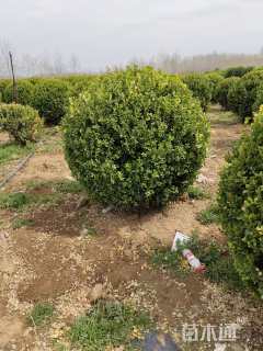 冠幅120厘米瓜子黄杨球