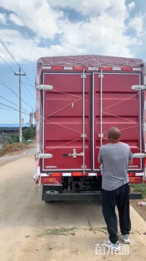 高度30厘米姬小菊