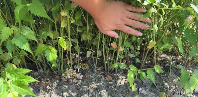 高度40厘米棣棠