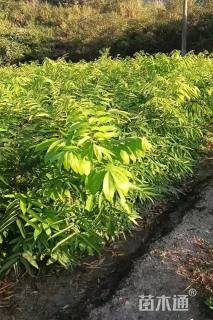 高度80厘米无患子小苗