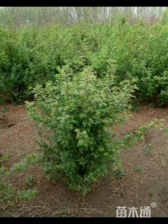 高度100厘米黄刺玫