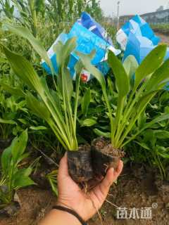 高度15厘米玉簪