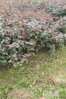 高度60厘米大花月季