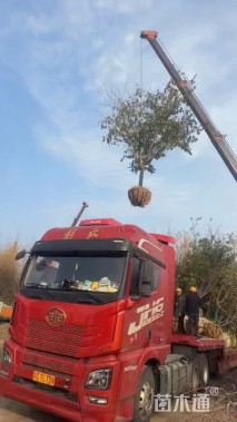 15公分高杆早樱