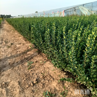 高度60厘米卫矛小苗