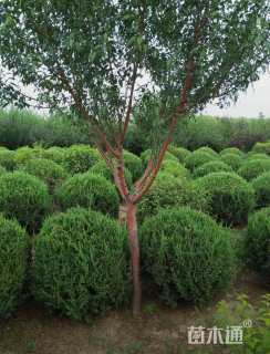 冠幅100厘米桧柏球