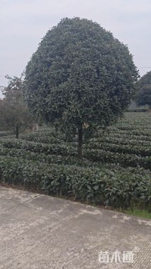 12公分高杆桂花