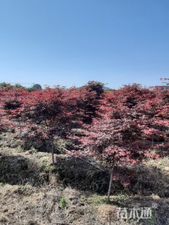 10公分日本红枫