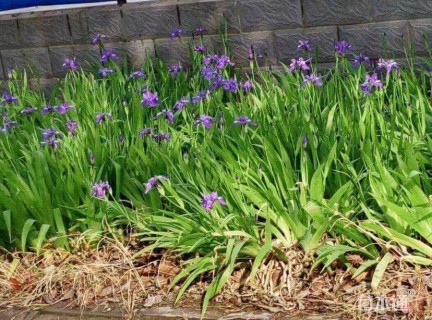 高度40厘米水生鸢尾