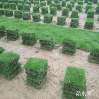 草块状马尼拉草