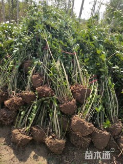 高度80厘米金钟花