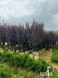 10公分紫叶李