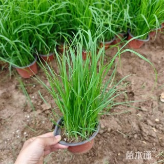 高度45厘米狼尾草