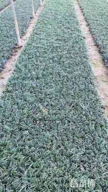 高度5厘米玉龙草